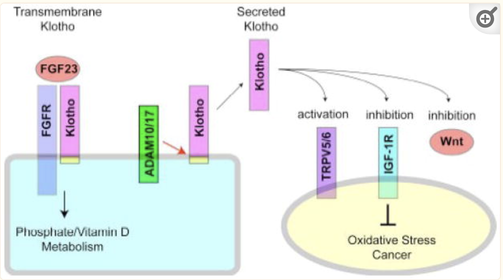 Klotho AlphaKlotho and BetaKlotho