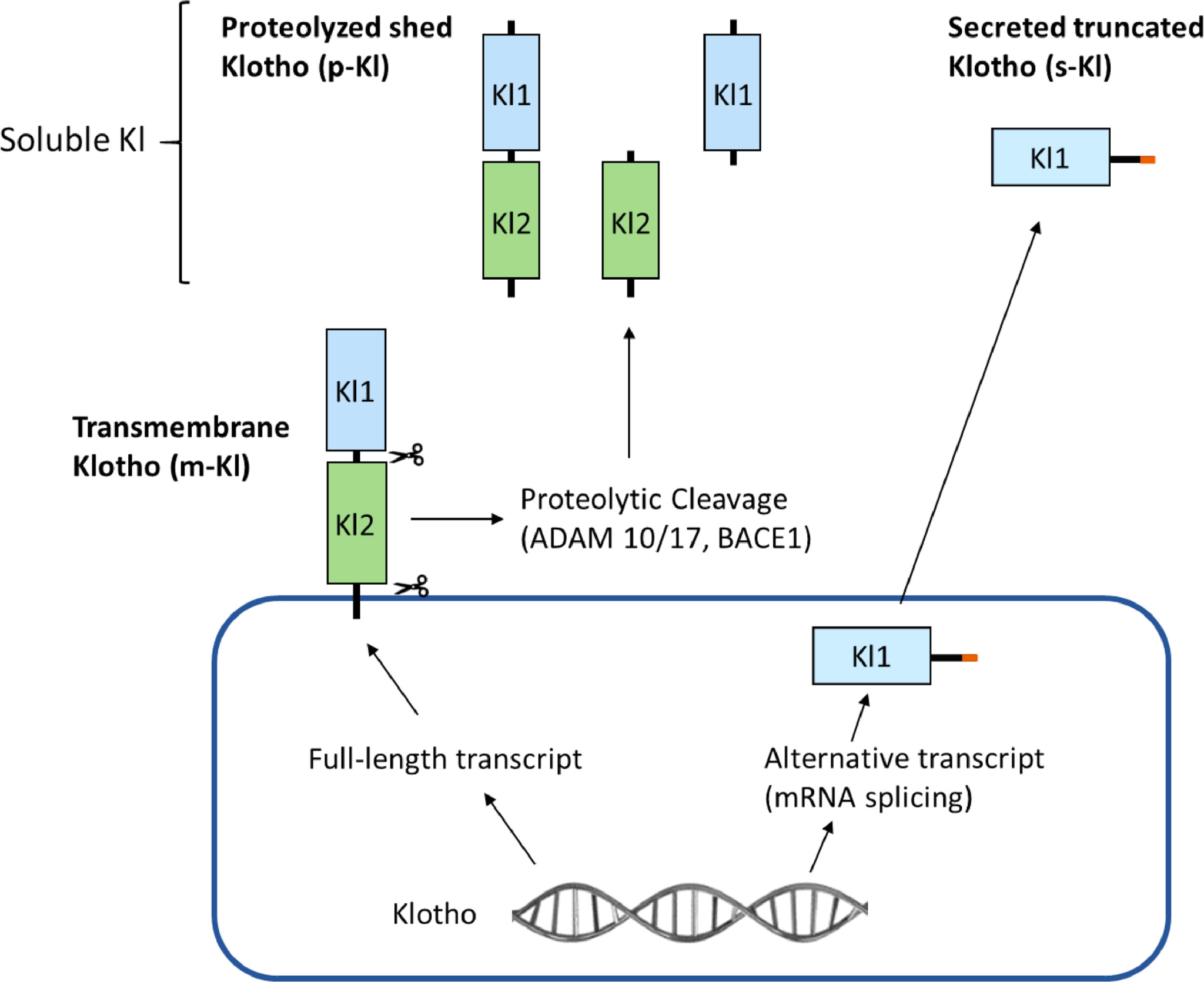 Klotho AlphaKlotho and BetaKlotho