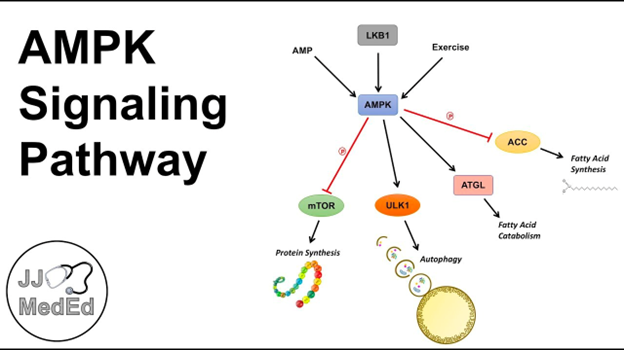 AMPK Downstream Effects