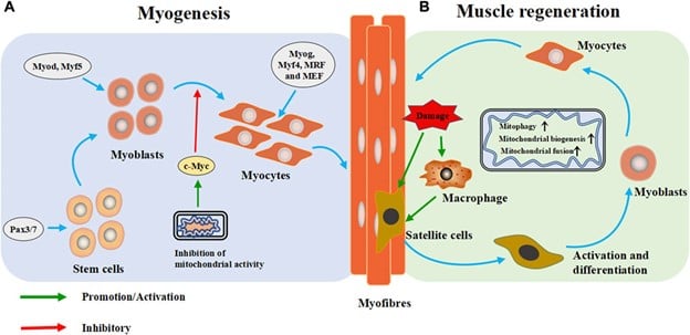 An overview of the effects of AMPK activation on muscle function