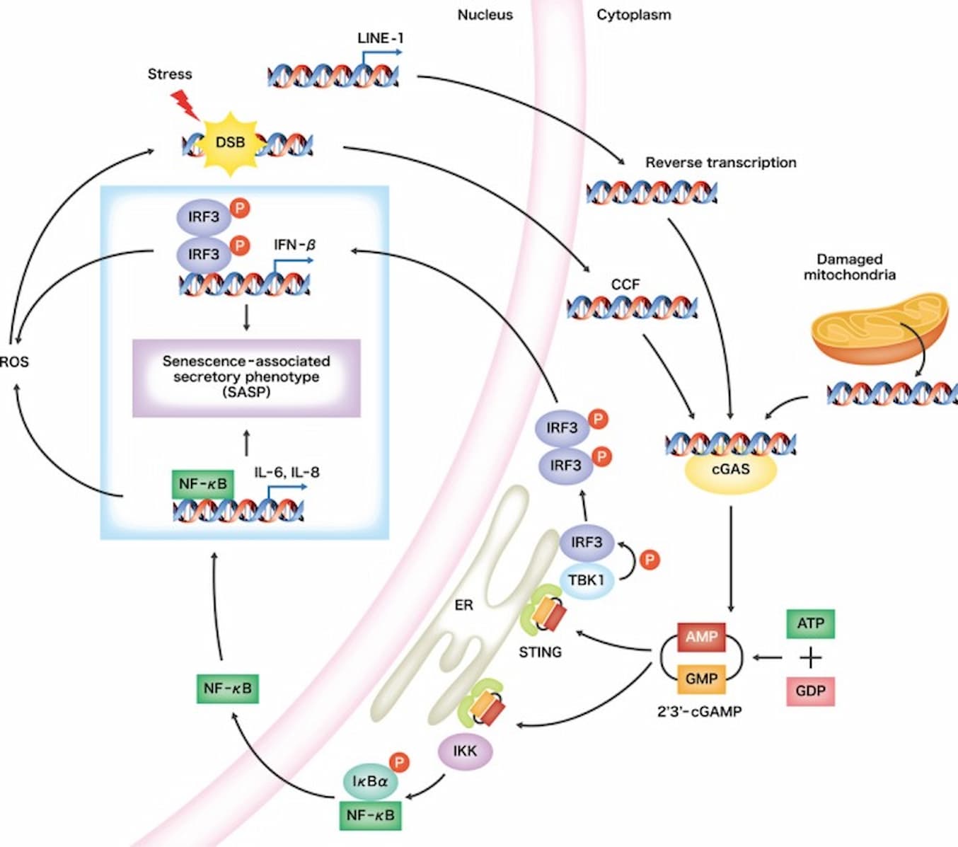 MOTS-c and FOXO4-DRI: Can They Target Zombie Cells?