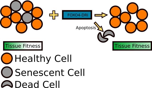 FOXO4-DRI reduces senescence