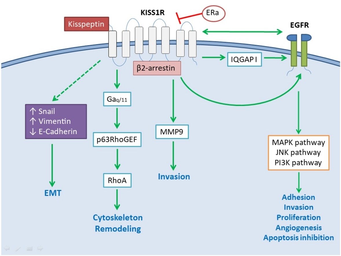 Kisspeptin_Cancer