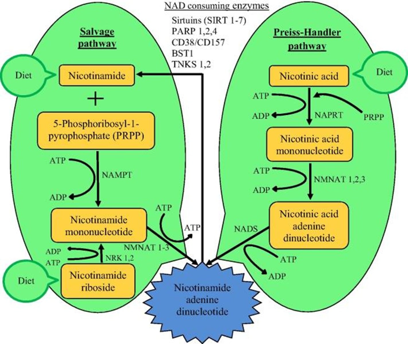 NAD_Consuming_enzymes