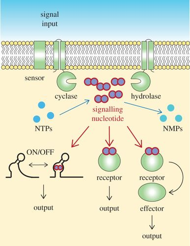 Nucleosides