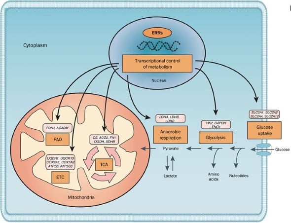 SLU-PP-332 concentration versus vascular endothelial cell growth