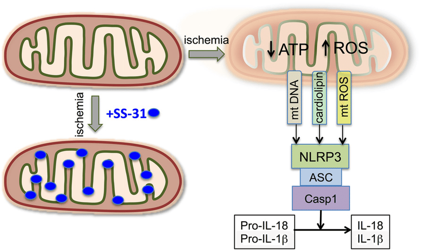 Inflammation