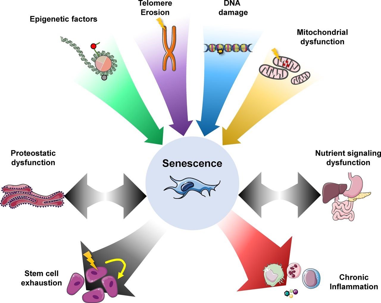 Senescence, FOXO4-DRI