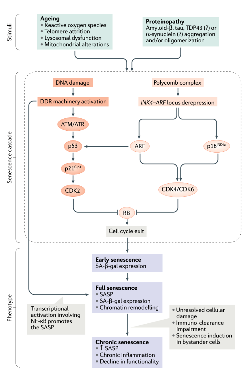 Senescence in Neurodegeneration