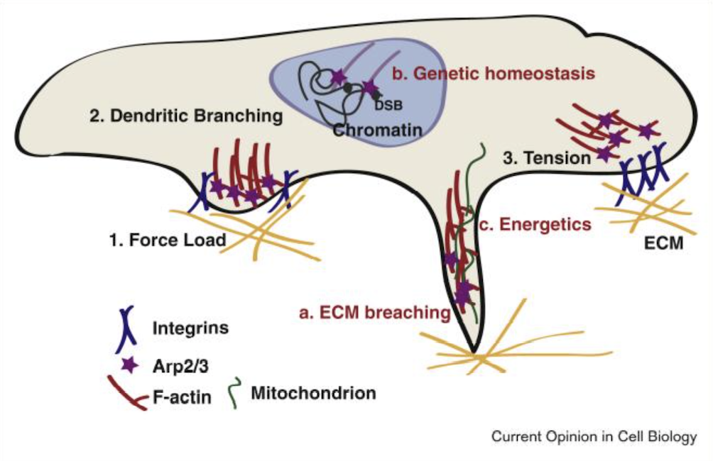 Actin branching schematic