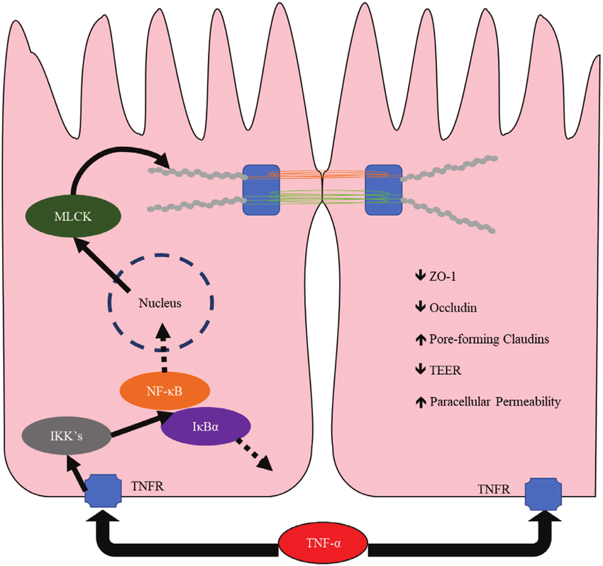 TNF-a Induced Leaky Gut