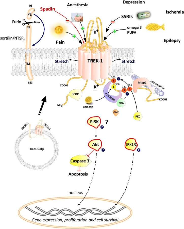 Mechanism