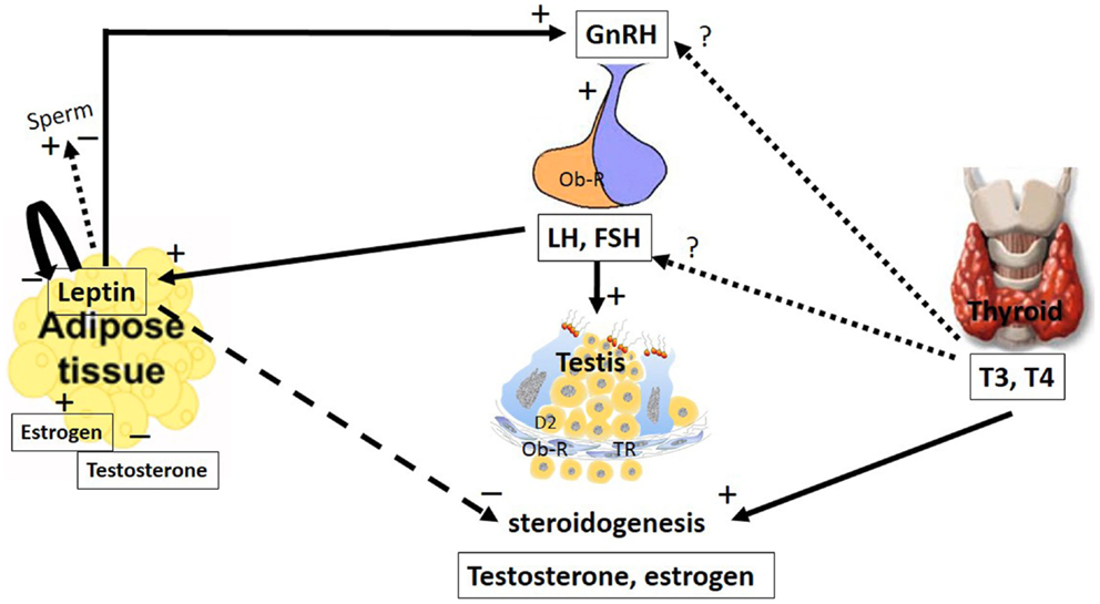 Slowed tumor growth in mice exposed to epithalon compared to controls