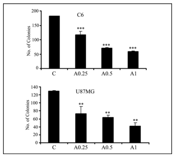 AICAR inhibits clonal growth of glioma (C6) and prostate cells.