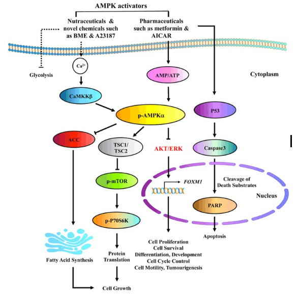 AMPK activators, like AICAR, influence a number of pathways that can impact cancer growth.