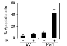 PER1 Causes Increased Rates of Ionizing Radiation-Induced Cell Death