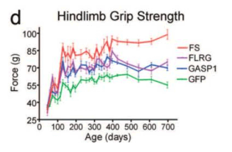 Changes in strength as a result of follistatin (FS) treatment.