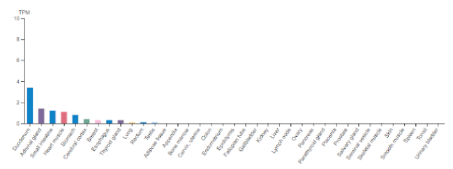 Tissue expression of GHRH