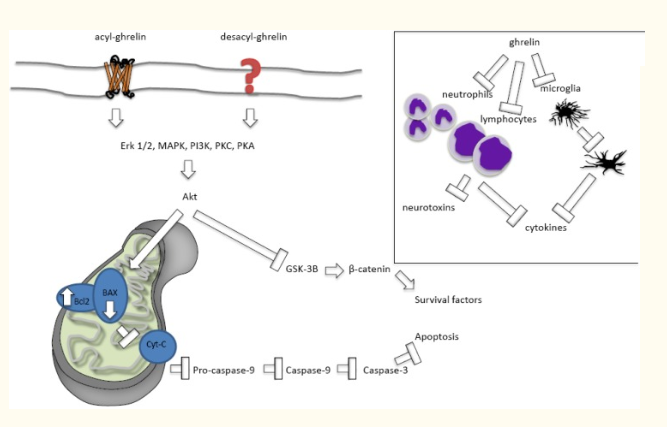 Pathway by which ghrelin inhibits apoptosis and reduces inflammation