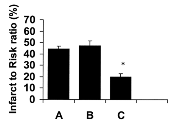 Size of damage in heart in control mice (A), mice given standard vasopressin therapy (B), and mice give GLP-1 (C).