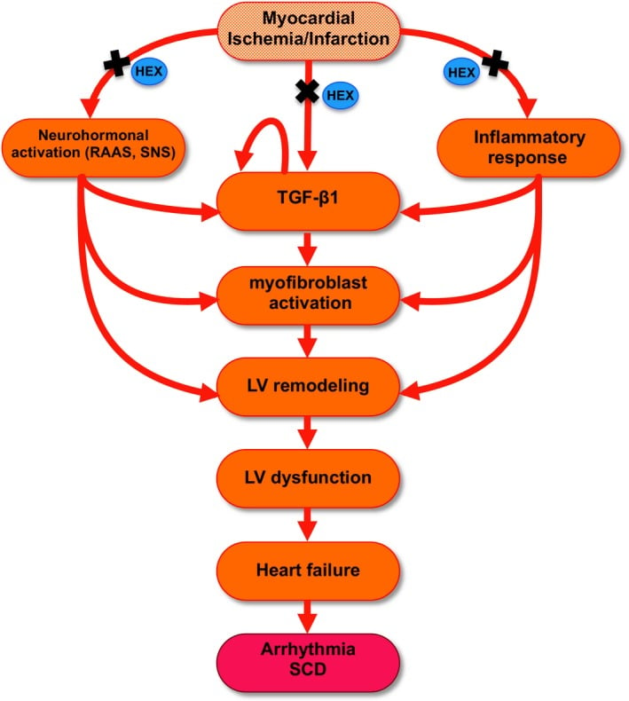 Diagram showing progression to serious long-term disease following heart attack. Blue ovals indicate how hexarelin interferes with this pathway.