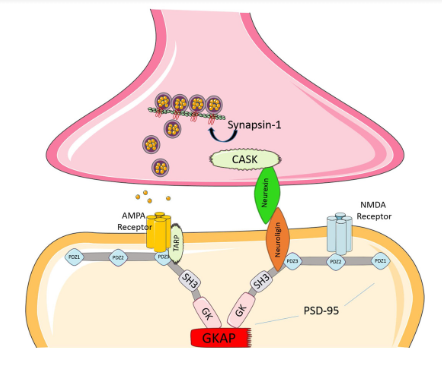 IGF1-DES Structure