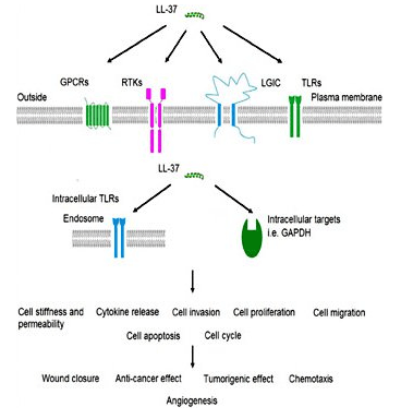 Gonadorelin Structure