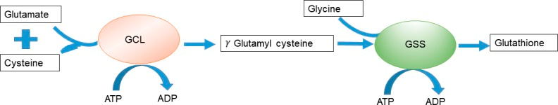De novo biosynthesis of GSH