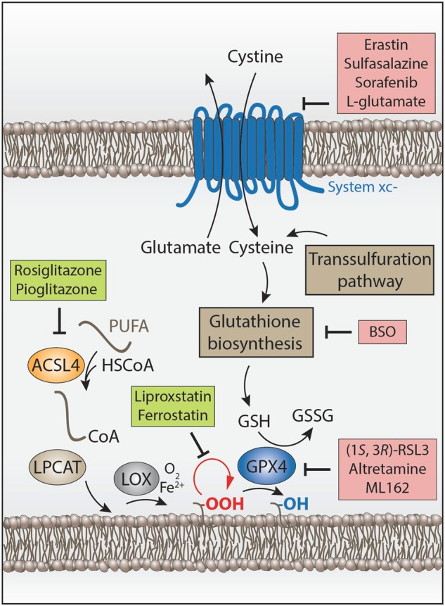 The basic mechanism of ferroptotic cell death