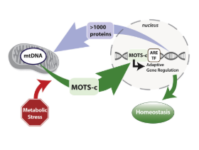 MOTS-C Structure