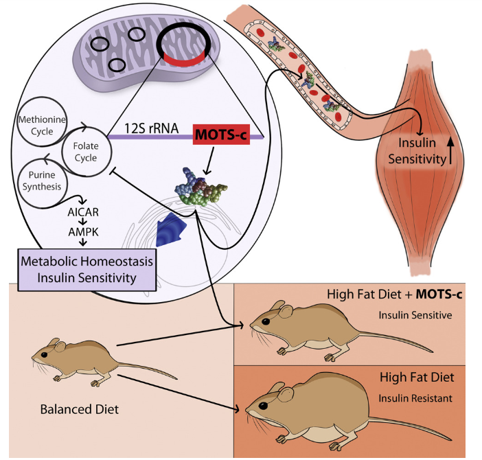 MOTS-c supplementation in rats prevents mitochondrial dysfunction and prevents the accumulation of fat even in the setting of a high-fat diet.