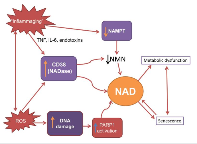 Possible way in which NAD+ decline affects cellular mechanisms of aging.