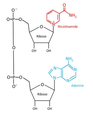 NAD+ Structure