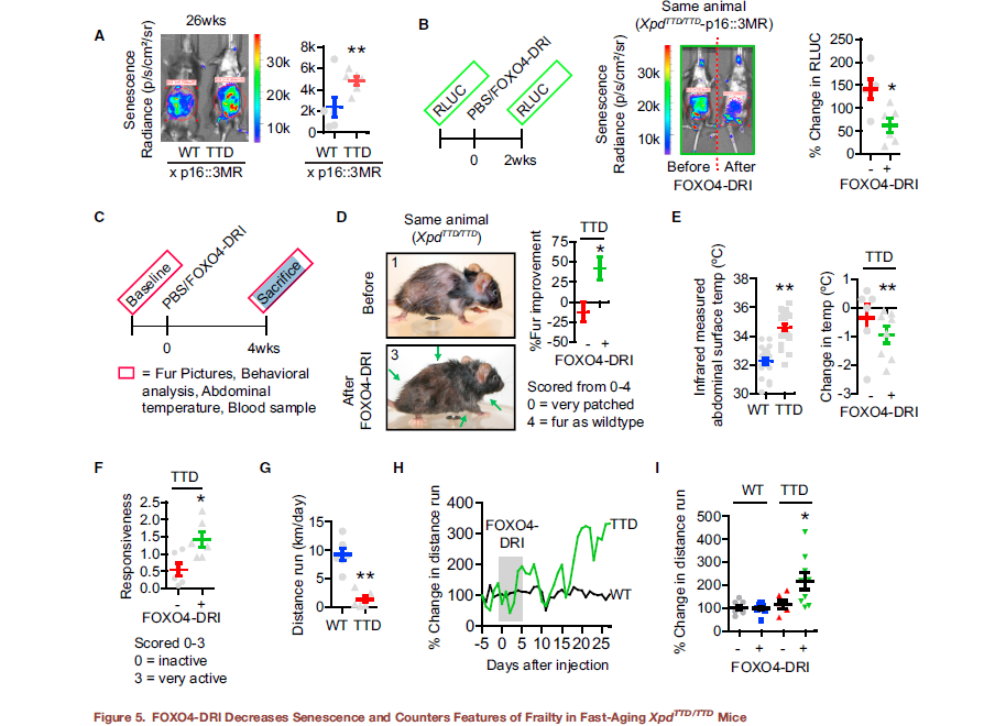 Countering Frailty in Mice