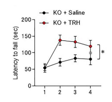 Knockout mice treated with TRH learned much faster after four trials, with time before falling from rotating rod being nearly twice that of untreated mice. This shows improved rates of motor learning