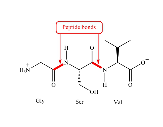 Peptide Bonds