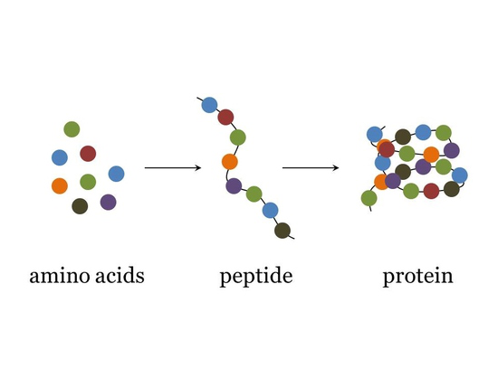 Peptides vs Proteins